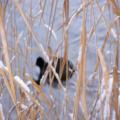 Schilf im Schnee (tn_100_4036.jpg) Zeesner See im Landkreis Dahme Spreewald